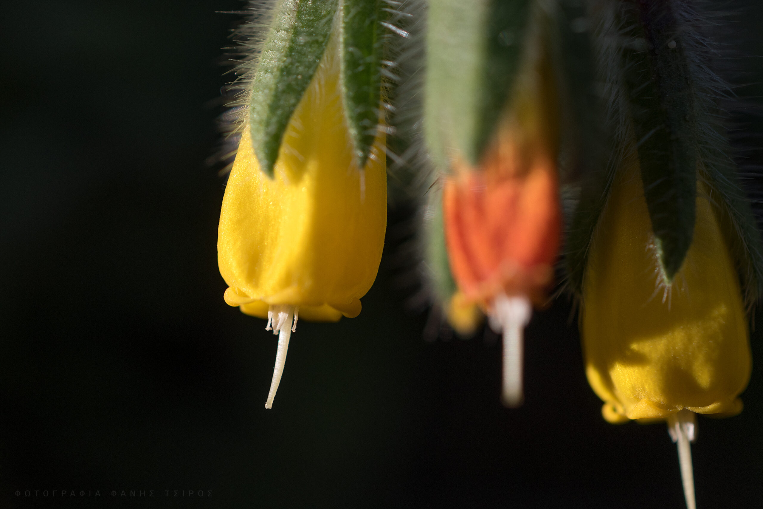 Ξυλόθρουμπο (Onosma frutescens)